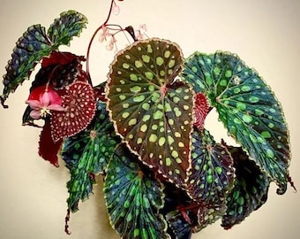 Begonia Chlorosticta red vein Starter Plant (ALL STARTER PLANTS require you to purchase 2 plants!)