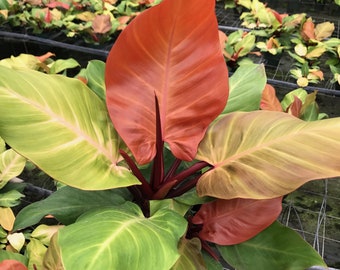 Plante de démarrage Philodendron « McColley's Finale » (TOUTES LES PLANTES DE DÉMARRAGE nécessitent l'achat de 2 plantes !)