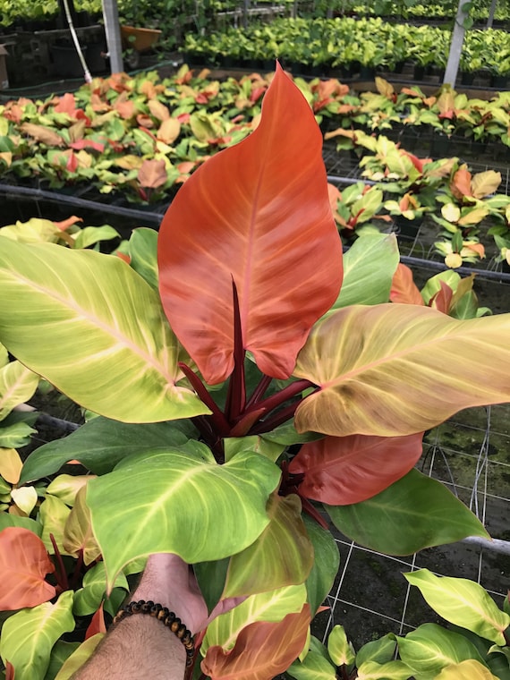 Philodendron "mccolley's Finale" Starter Plant (ALL STARTER PLANTS Require  You to Purchase 2 Plants!) - Etsy