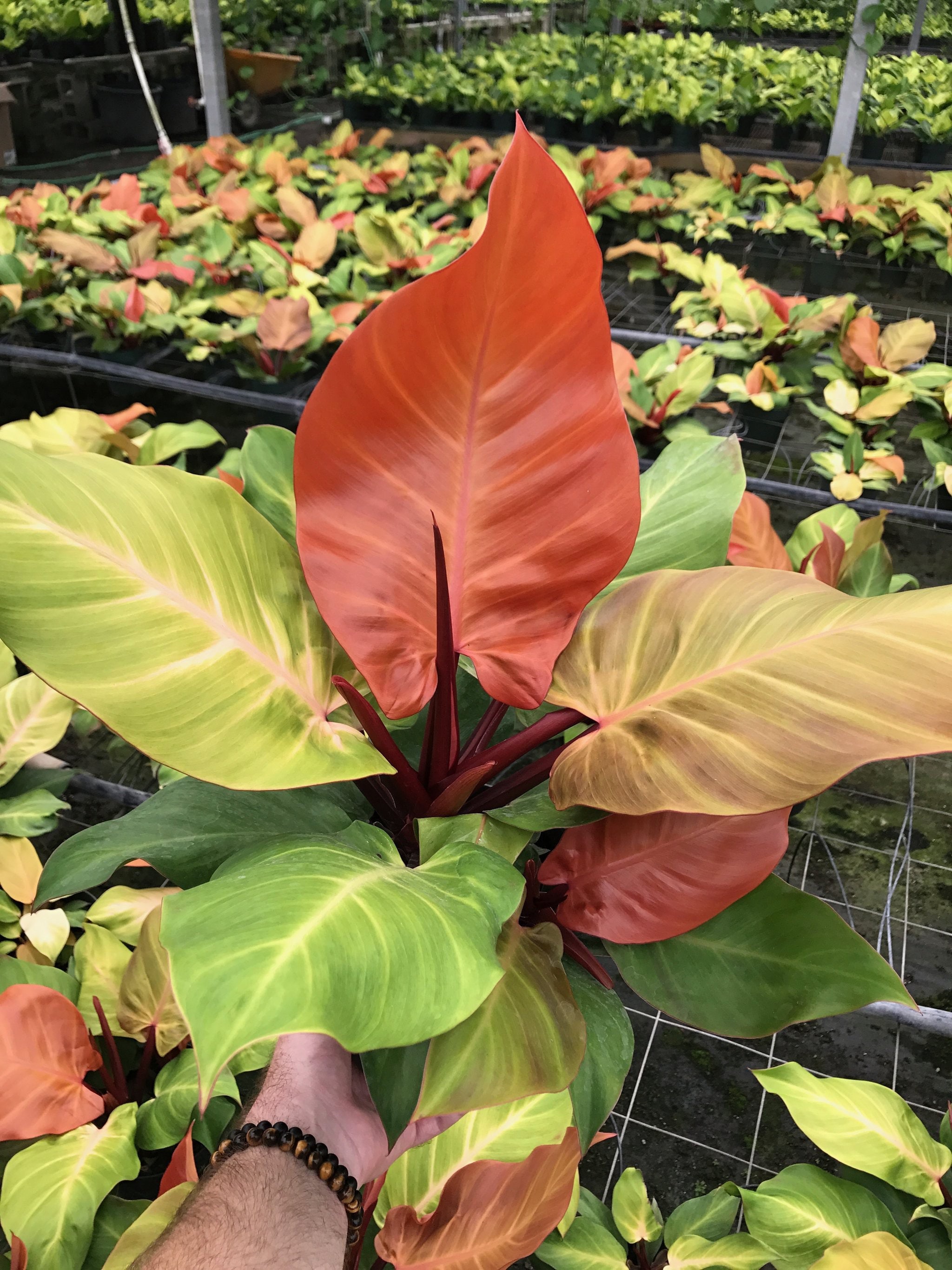 Philodendron Mccolley S Finale Starter Plant Etsy Singapore