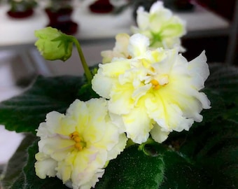 Lemon whip African violet starter plant (ALL Starter PLANTS require you to purchase 2 plants!)