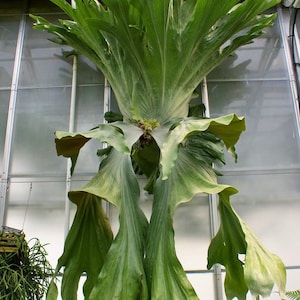 Platycerium wandae Staghorn Fern Starter Plant ALL STARTER PLANTS require you to purchase 2 plants image 1