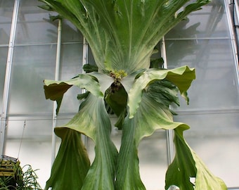 Platycerium wandae Staghorn Fern“ Starter Plant (ALL STARTER PLANTS require you to purchase 2 plants!)