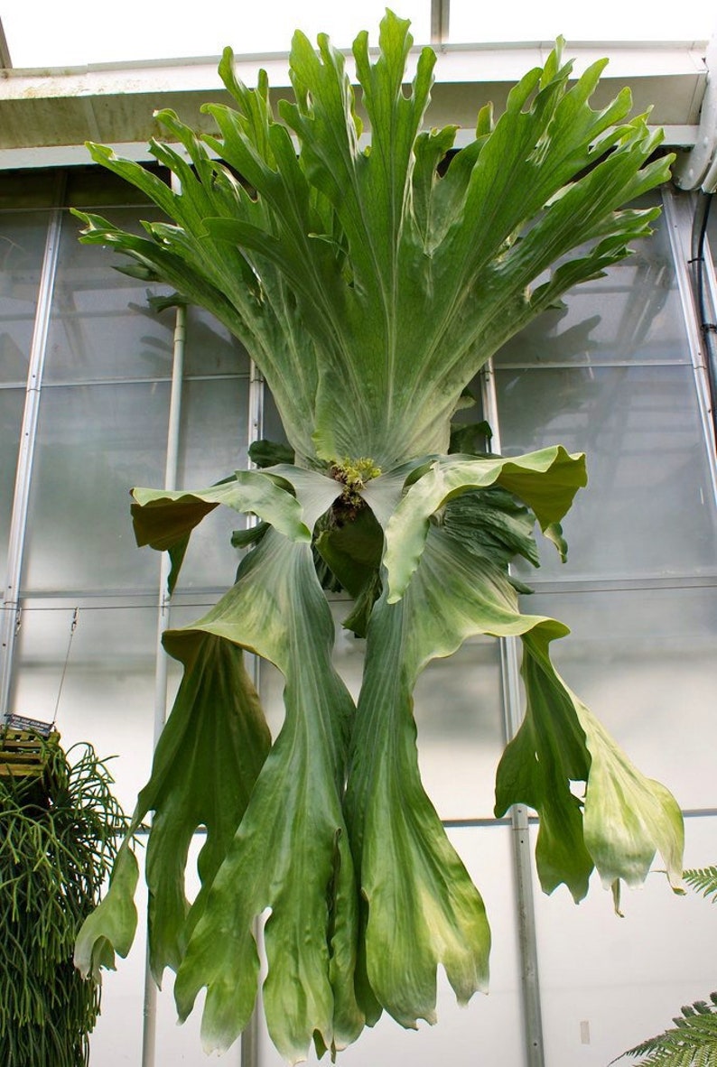 Platycerium wandae Staghorn Fern Starter Plant ALL STARTER PLANTS require you to purchase 2 plants image 1