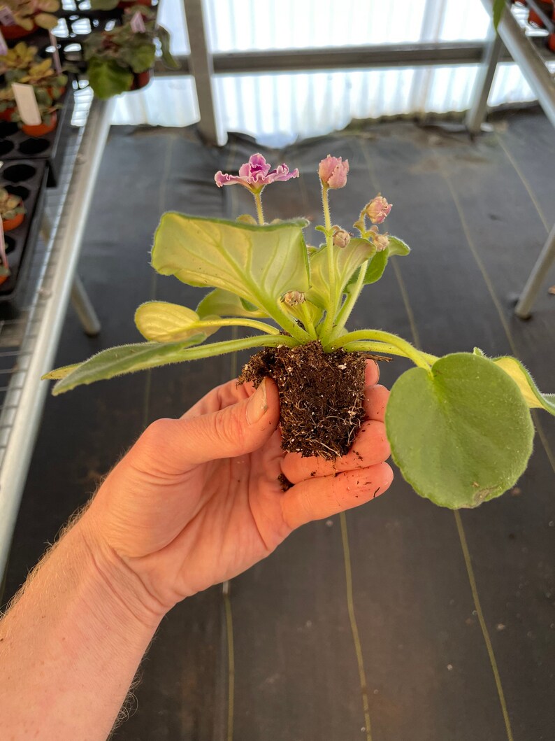 VAT Pulsar African Violet Starter Plant ALL Starter PLANTS Etsy