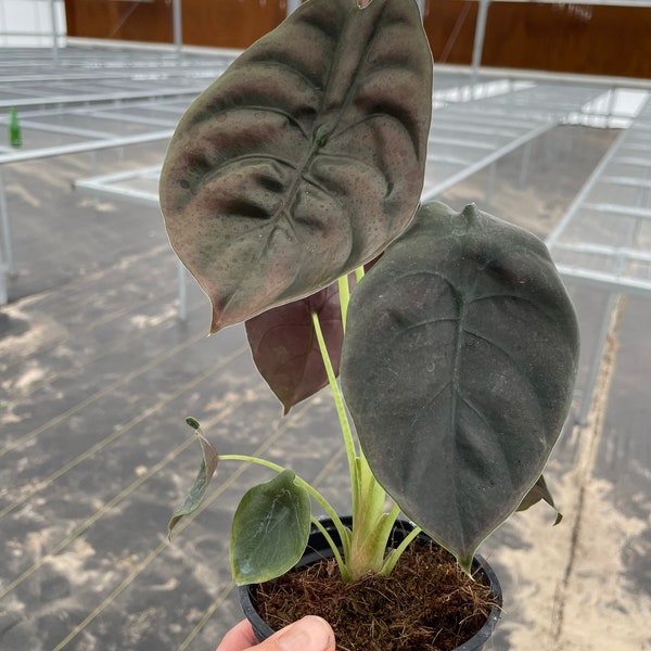 Alocasia cuprea 4” pot (ALL PLANTS require you to purchase 2 plants!)