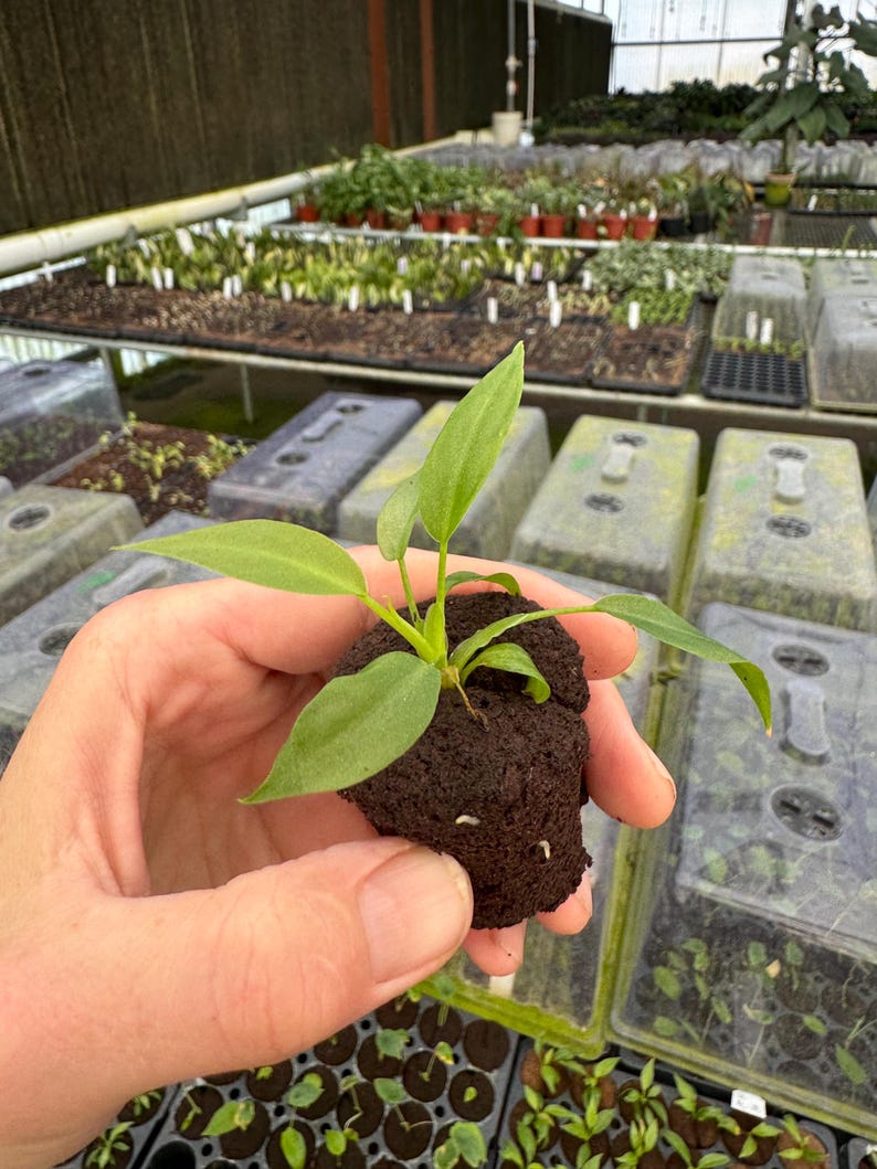 Philodendron Mayoi Plant - Thumbnail 4