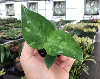 Aglaonema pictum tricolor 2” pot (ALL PLANTS require you to purchase 2 plants!)