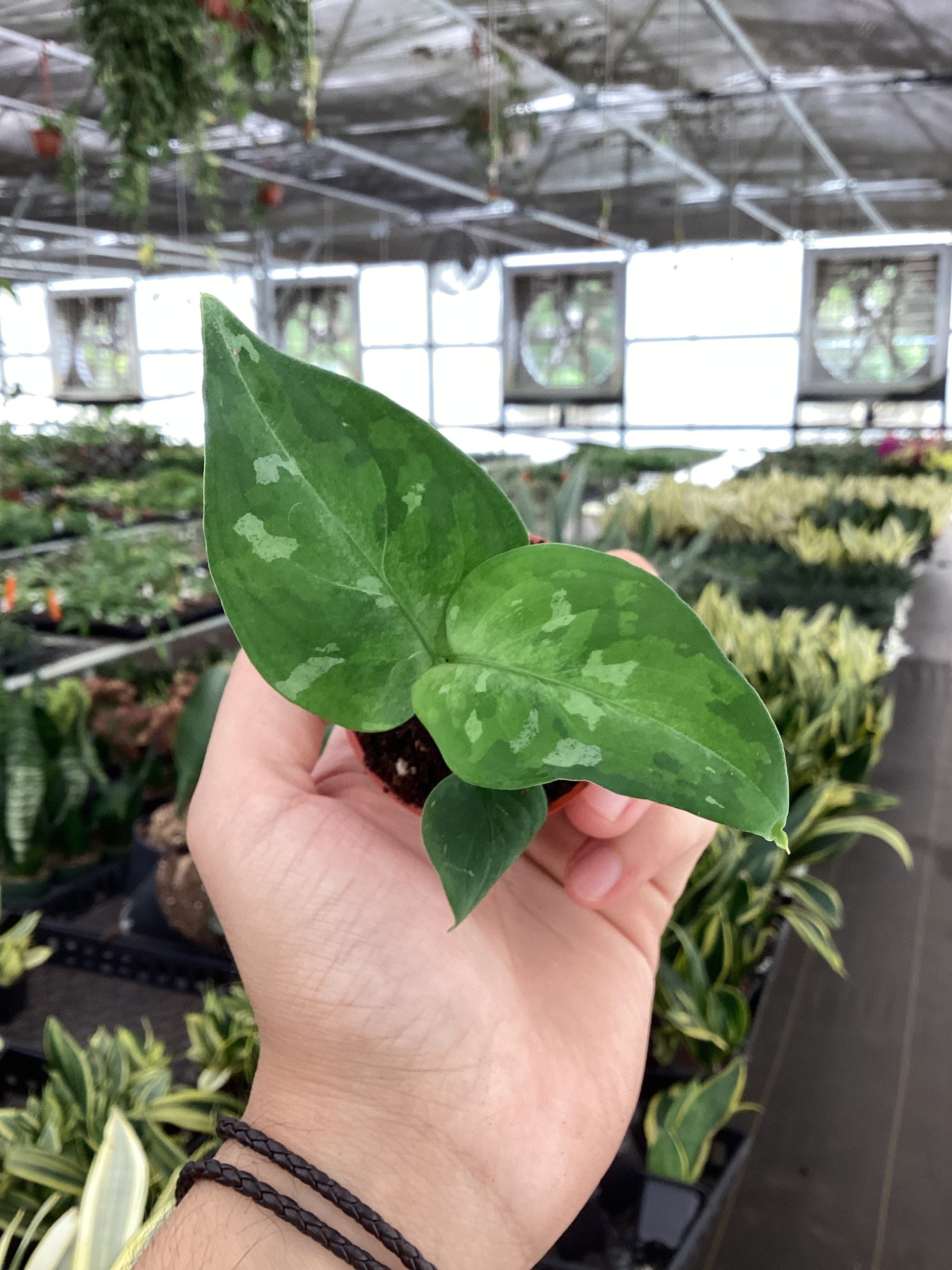 Aglaonema Pictum Tricolor 2” Pot (ALL PLANTS Require You to Aglaonema Pictum Tricolor 2” Pot (ALL PLANTS Require You to