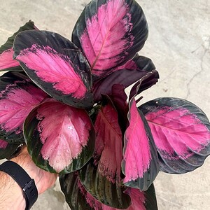Calathea Crimson - Etsy