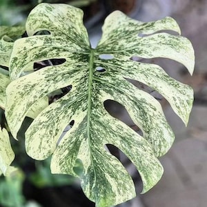 May include: Close-up of a variegated Monstera leaf. The large, split leaf features a striking pattern of green and white variegation. The leaf has several holes and a prominent central vein, showcasing its unique texture and shape. The plant is a popular houseplant.