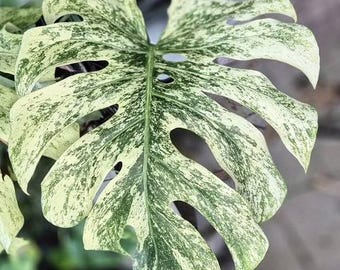 Monstera white monster Tissue Culture (ALL PLANTS require you to purchase 2 plants!)