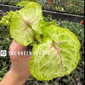 May include: A close-up of a variegated green and white plant with pink veins. The plant has large, heart-shaped leaves. The plant is being held by a hand. The text "THE GREEN ESCAPE" is visible in the image.