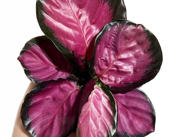 Plante de démarrage rose pourpre Calathea (TOUTES LES PLANTES DE DÉMARRAGE nécessitent l'achat de 2 plantes !)