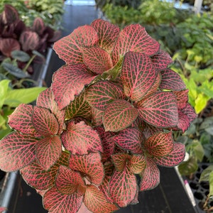 Pink fittonia nerve plant 4 pot ALL PLANTS require you to purchase 2 plants image 1