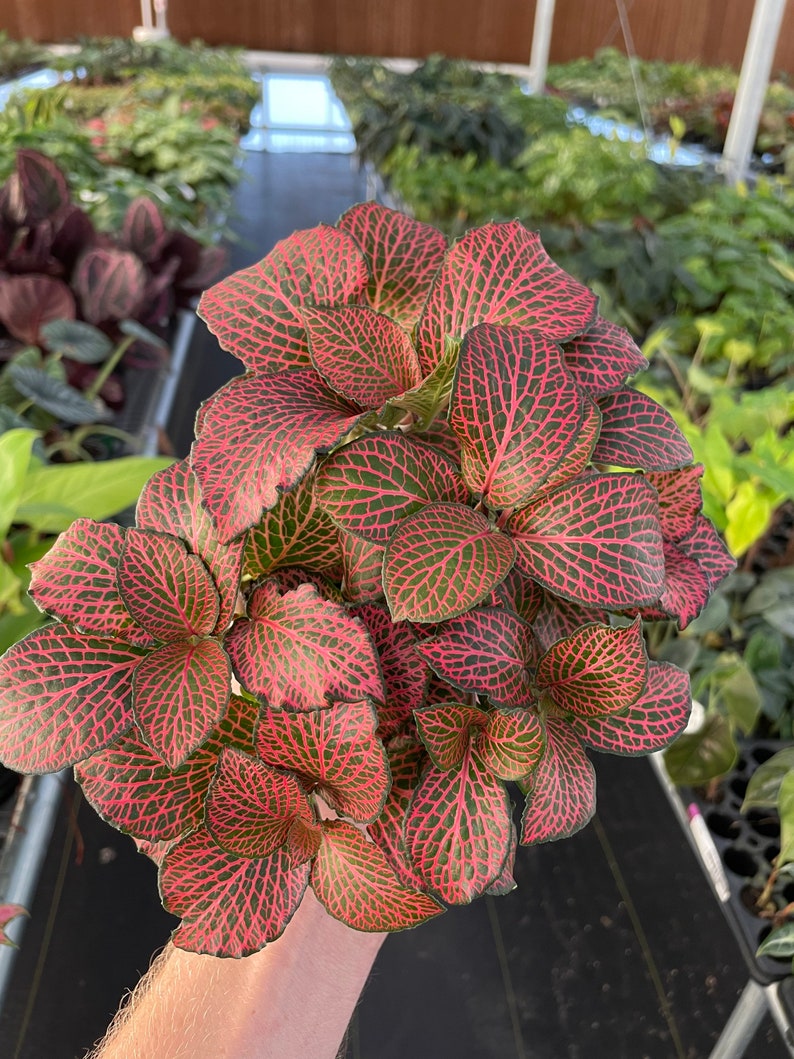 Pink fittonia nerve plant 4 pot ALL PLANTS require you to purchase 2 plants image 1