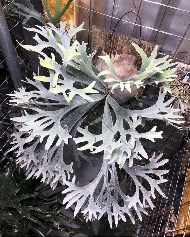 Platycerium bifurcatum white Starter Plant (ALL STARTER PLANTS require you to purchase 2 plants!)