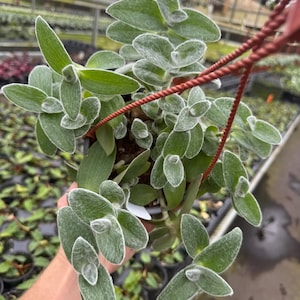 May include: A hanging basket of a Tradescantia sillamontana plant, also known as white velvet. The plant has green leaves with a soft, fuzzy, white coating around the edges. The plant is in a brown pot with a red hanging rope.