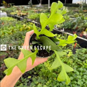 May include: A potted, bright green Epiphyllum anguliger plant, also known as a fishbone cactus, with distinctive zig-zag leaves. The plant is in a dark green pot, held by a person. The text "THE GREEN ESCAPE" is visible.