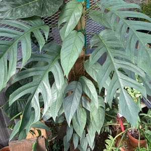 Epipremnum pinnatum cebu blue Starter Plant (ALL STARTER PLANTS require you to purchase 2 plants!)