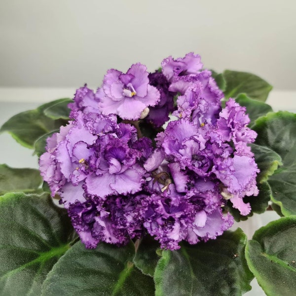 Midnight twist African violet starter plant (ALL PLANTS require you to purchase 2 plants!)