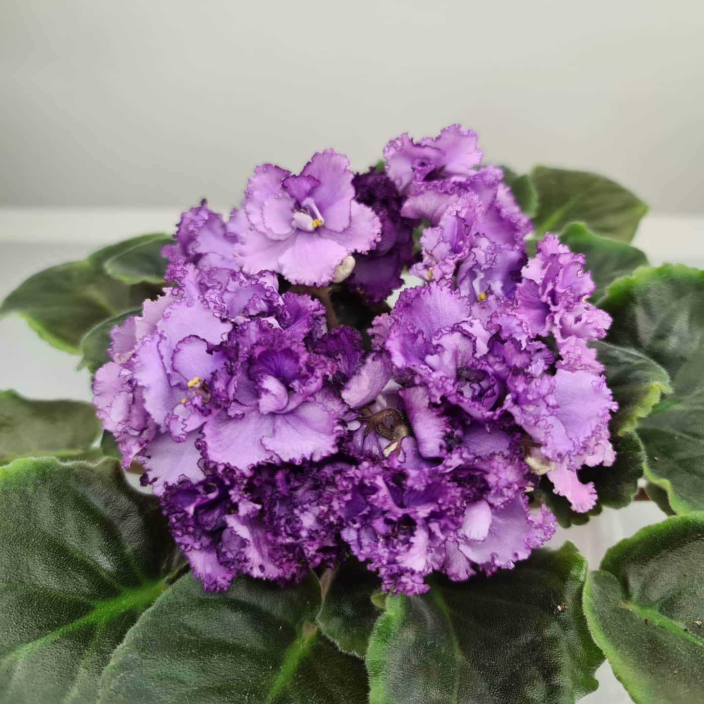 Midnight Twist African Violet Starter Plant (ALL PLANTS Require