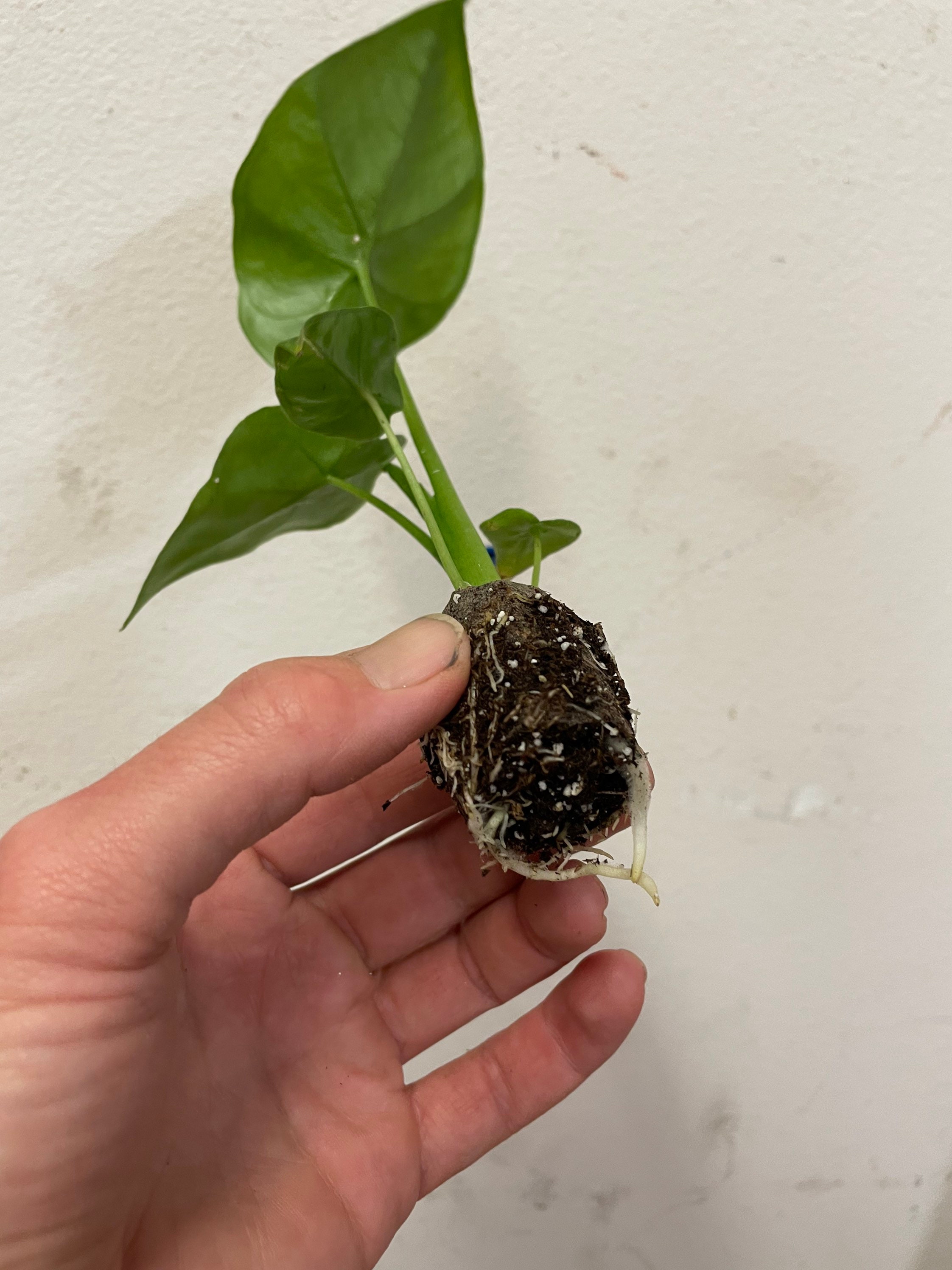 Alocasia Borneo King Starter Plant ALL STARTER PLANTS Require Etsy