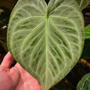 Anthurium silver blush Starter Plant (ALL STARTER PLANTS require you to purchase 2 plants!)