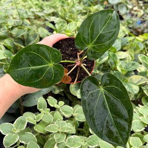 May include: A small potted Anthurium plant featuring three glossy, dark green, heart-shaped leaves with prominent lighter green veins. The plant is rooted in dark potting soil within a small, round, reddish-brown plastic nursery container.