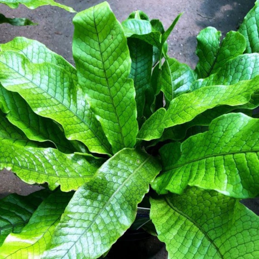 Crocodile Fern Starter Plant (ALL STARTER PLANTS Require You to Purchase 2  Plants!) - Etsy