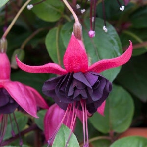 Fuchsia blackie Starter Plant (ALL STARTER PLANTS require you to purchase 2 plants!)
