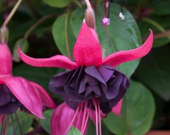 Fuchsia blackie Starter Plant (ALL STARTER PLANTS require you to purchase 2 plants!)