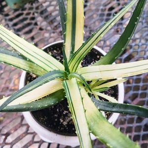 Aloe Polyphylla Plant - Etsy