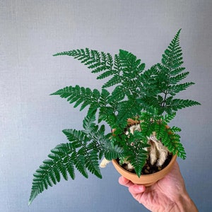 Rabbits foot fern Starter Plant (ALL STARTER PLANTS require you to purchase 2 plants!)