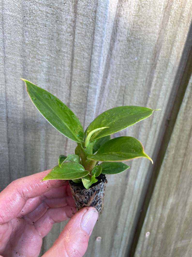 TheGreenEscape Philodendron Thai Congo Plant - Thumbnail 4
