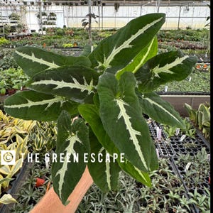 May include: A close-up of a cluster of dark green leaves with prominent white veining. The leaves are heart-shaped and have a striking pattern. The text "THE GREEN ESCAPE" is visible in the lower left corner. The plant is in a greenhouse setting.
