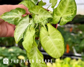 Peut inclure: Gros plan sur une plante de Syngonium avec des feuilles vert clair et des nervures blanches. Les feuilles ont une forme de pointe de flèche unique. Le texte "THE GREEN ESCAPE" est visible. La plante est dans un petit pot marron.