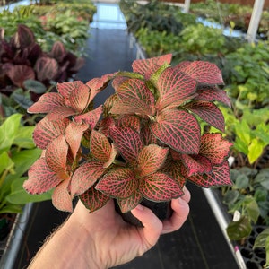 Pink fittonia nerve plant 4 pot ALL PLANTS require you to purchase 2 plants image 4