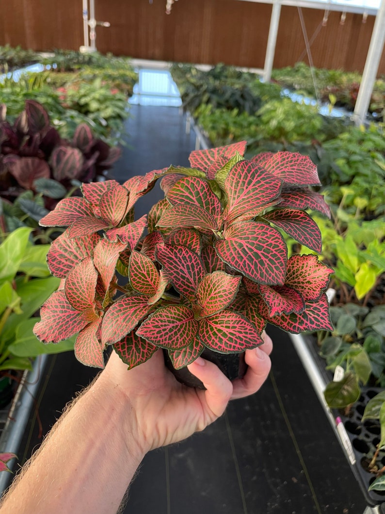 Pink fittonia nerve plant 4 pot ALL PLANTS require you to purchase 2 plants image 4