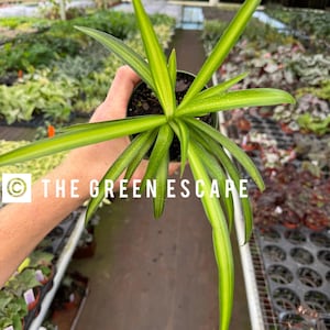 May include: A potted spider plant with long, green and yellow striped leaves. The plant is held in a black pot. The text "THE GREEN ESCAPE" is printed on the image. The background shows other plants in a greenhouse setting.