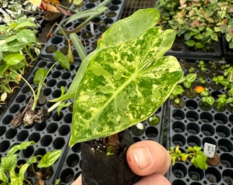 Yellow variegated alocasia frydek specific plant