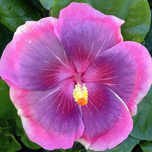 City slicker hibiscus Starter Plant (ALL STARTER PLANTS require you to purchase 2 plants!)
