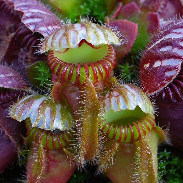 Cephalotus follicularis Starter Plant (ALL STARTER PLANTS require you to purchase 2 plants!)