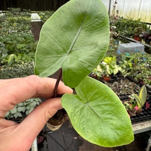 ficus radicans variegata Ficus Retusa Indian Laural Fig Houseplant main image 0