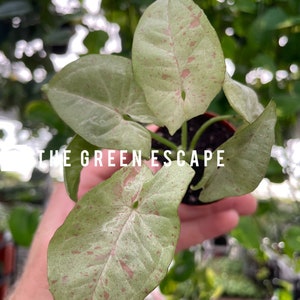 May include: A small potted plant with large, green leaves with pink speckles. The plant is being held in a hand, and the text "THE GREEN ESCAPE" is visible in the background.