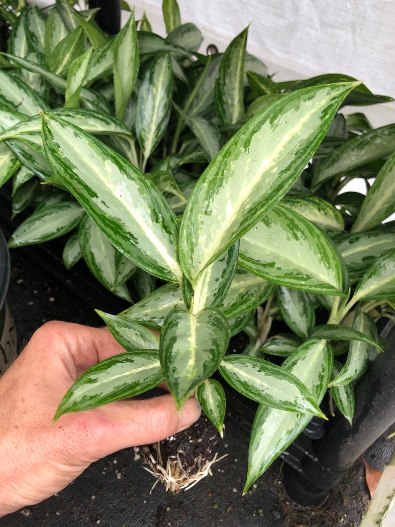  Aglaonema White Rain  Starter Plant ALL STARTER PLANTS 