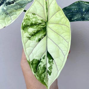 May include: Close-up of a variegated Alocasia leaf. The leaf is primarily light green with dark green and white mottled patterns. The veins are a darker shade of purple. The leaf is held against a light gray background.