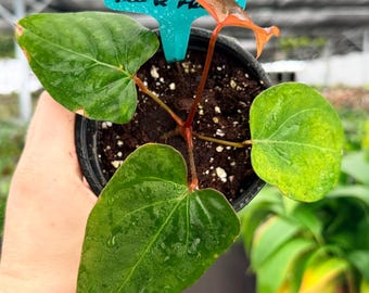 alocasia zebrina pflanze ALOCASIA ZEBRINA online kaufen bei potflourri main image 1
