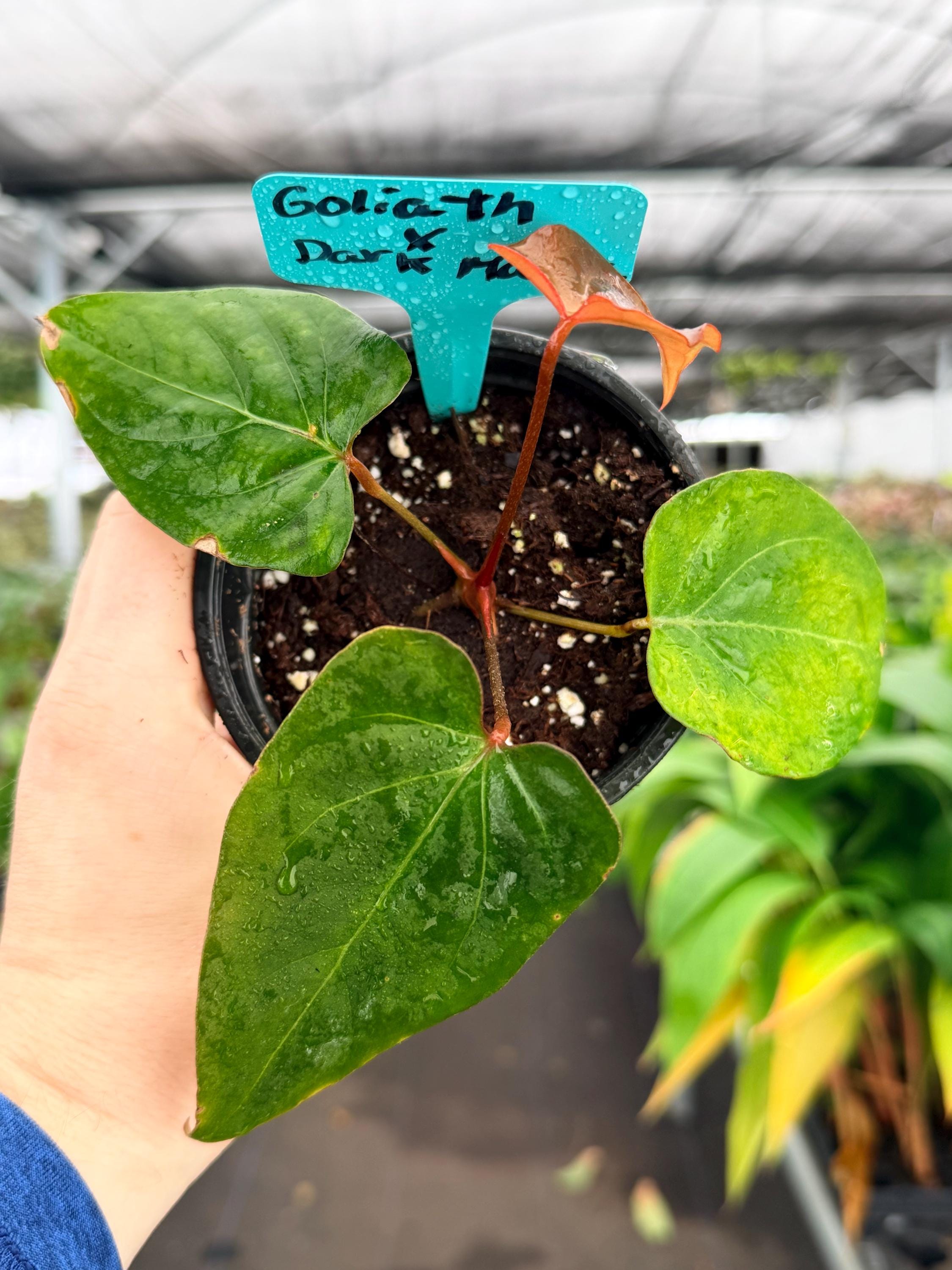Anthurium "dark Mama - Etsy