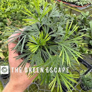 Eyelash fern 4” pot (ALL PLANTS require you to purchase 2 plants!)